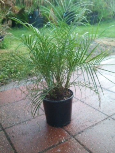 dwarf-date-palm