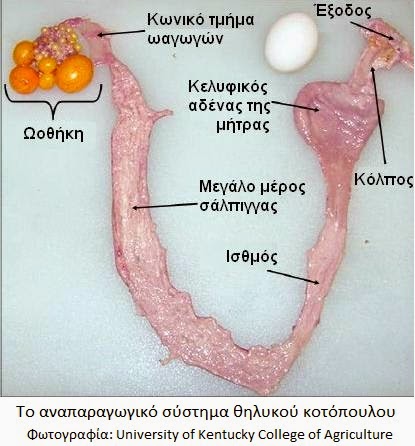 http://3.bp.blogspot.com/-LbZu5Lpgigo/VC6RIXgVO8I/AAAAAAAAAEg/XrrSWbuIMkY/s1600/reproductive-tract-of-egg-hen.jpg