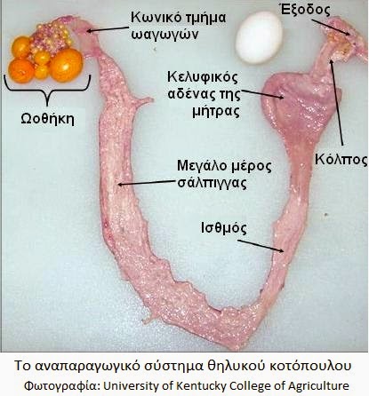 http://3.bp.blogspot.com/-LbZu5Lpgigo/VC6RIXgVO8I/AAAAAAAAAEg/XrrSWbuIMkY/s1600/reproductive-tract-of-egg-hen.jpg