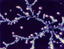 /wp-content/uploads/2016/02/Water-memory2_small.jpg