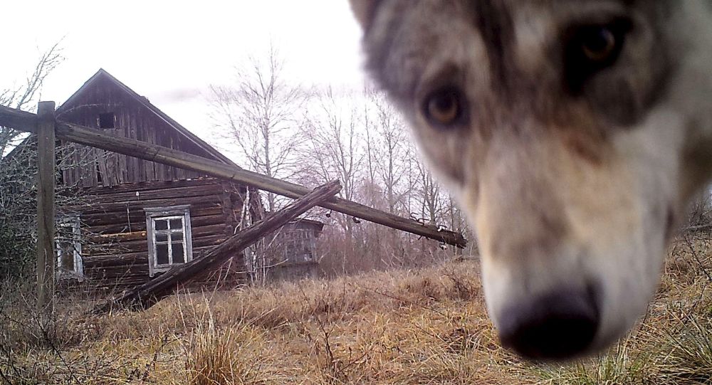 Волк у заброшенного дома в заброшенной деревне Оревичи