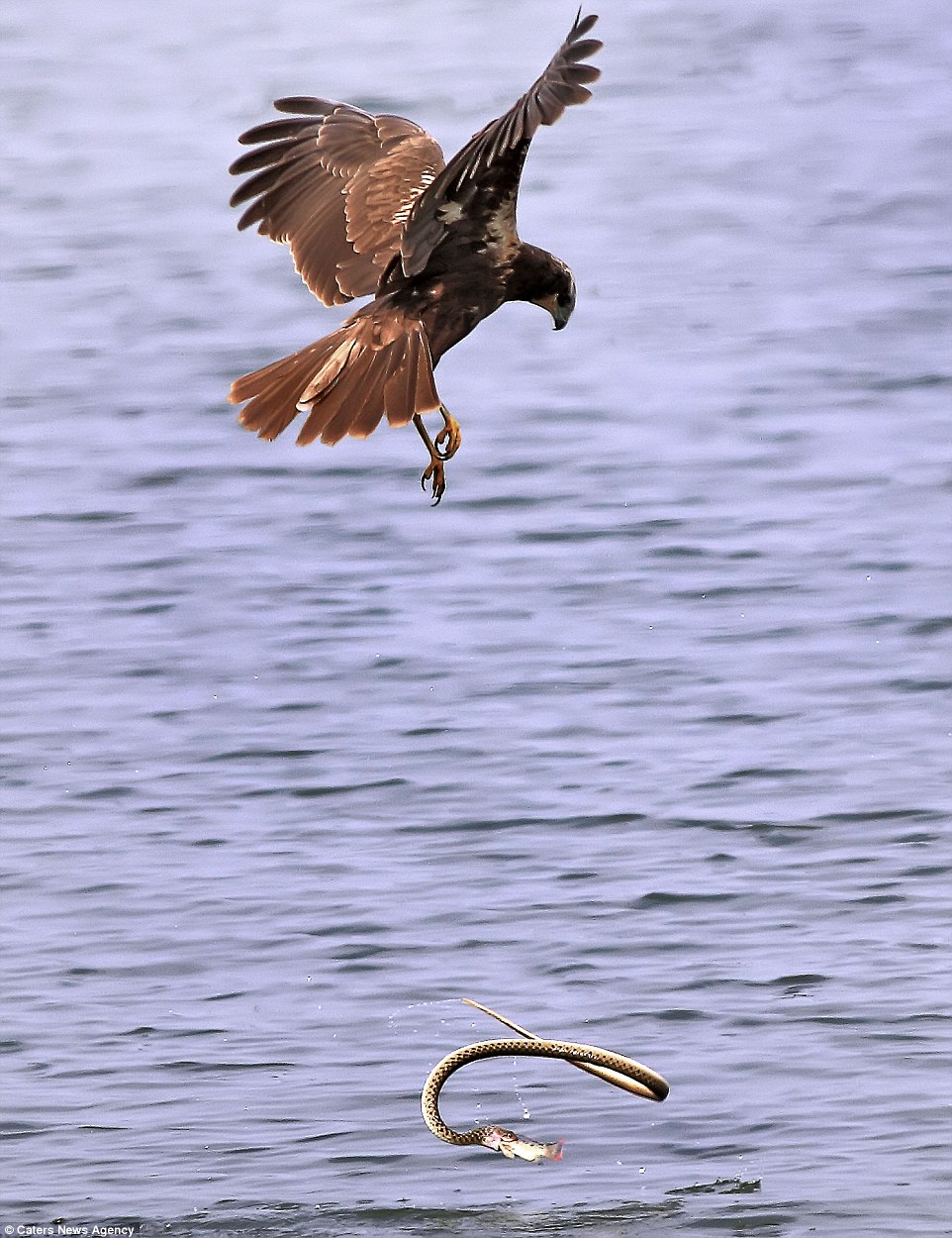 Tough luck: The eagle is forced to look on as his intended lunch disappears back into the water in the jaws of the happy snake