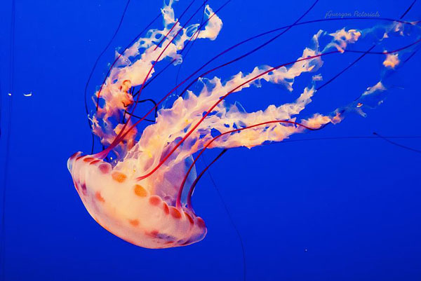 colorjelly1