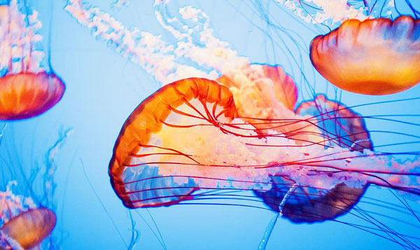 colorjelly2