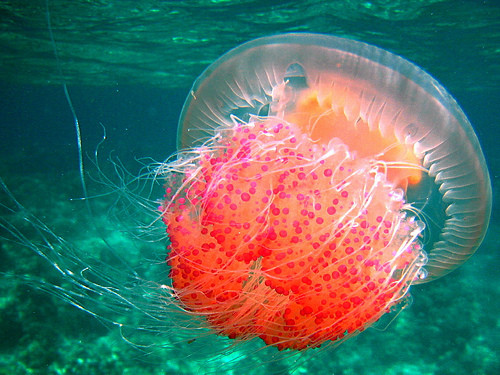 colorjelly3