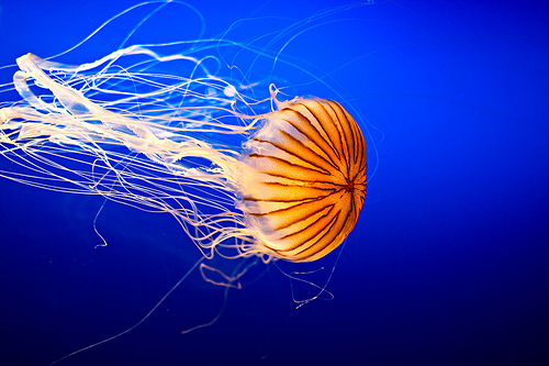 colorjelly4