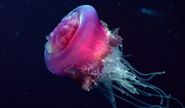 colorjelly7