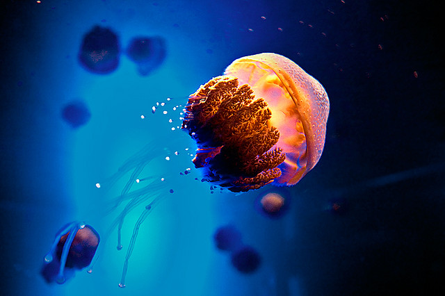 colorjelly8