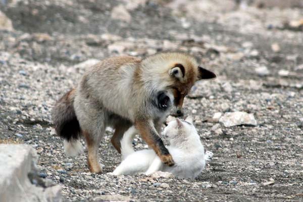 perierga.gr - Αλεπού και γάτα: Μια παράξενη φιλία!