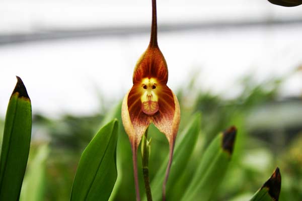 orchidmonkey1
