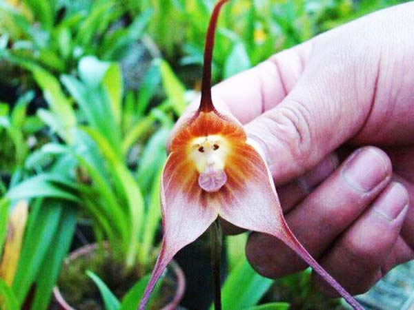 orchidmonkey3