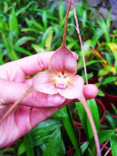 orchidmonkey8