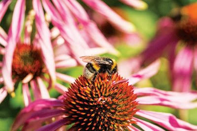 Πως μπορούμε να βοηθήσουμε τις μέλισσες
