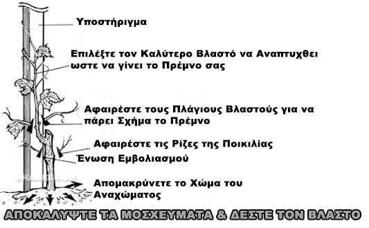 Αφαίρεση του Αναχώματος και Δέσιμο του Πρώτου Βλαστού για Δημιουργία Πρέμνου