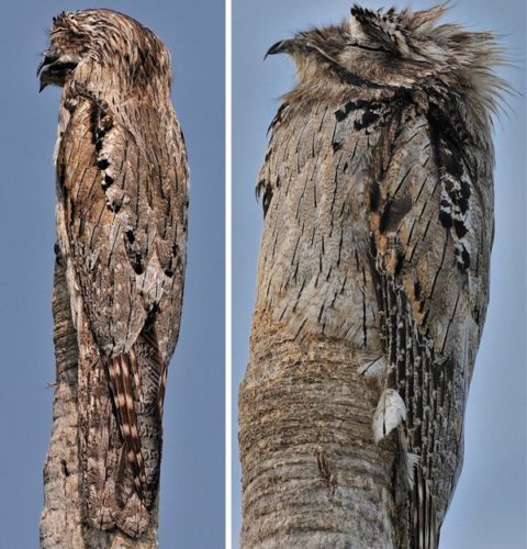 potoo2