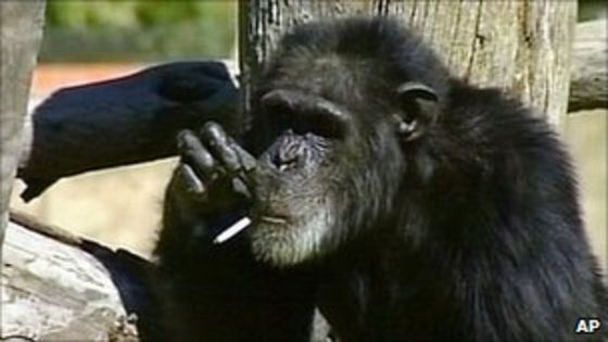 Αποτέλεσμα εικόνας για χιμπατζή