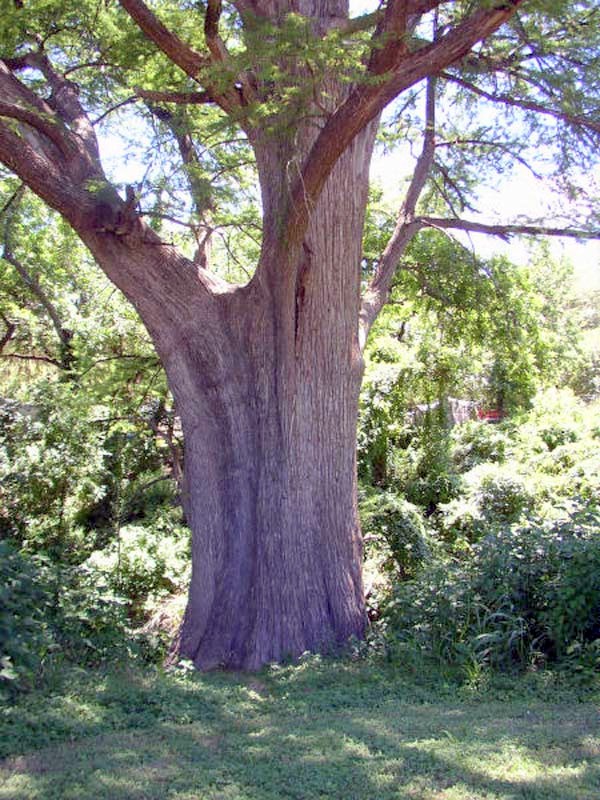 longest_wooden_carving_masterpiece_1