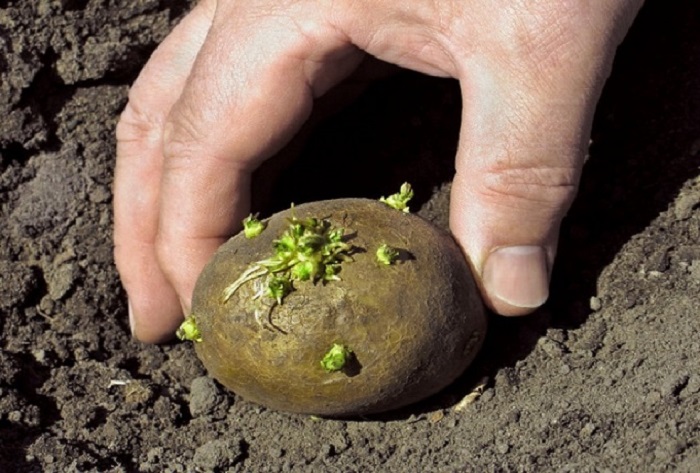 Ξεχάστε το σκάψιμο: Εύκολη καλλιέργεια πατάτας σε παλέτα